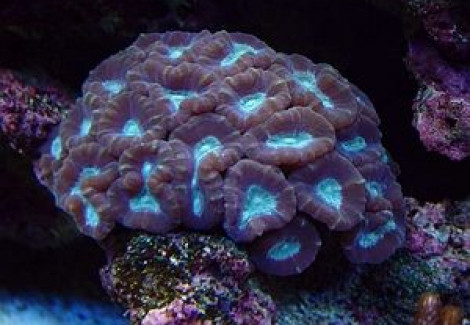 Caulastrea Furcata M