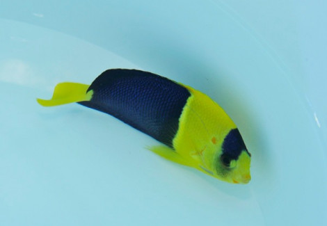 Centropyge Bicolor (Fiji) M