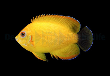 Centropyge Flavissima (Hybrid) - Allevato Europa M
