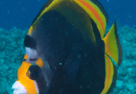 Chaetodon Flavirostris Ml