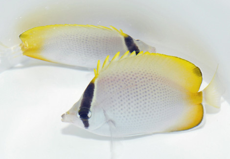 Chaetodon Guentheri M