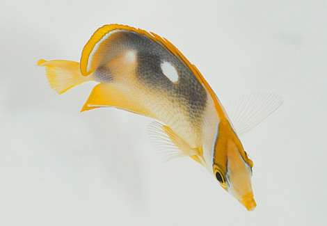 Chaetodon Quadrimaculatus Ml