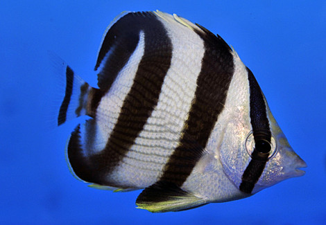 Chaetodon Striatus M