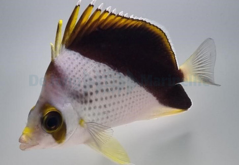 Chaetodon Tinkeri (Hybrid) M
