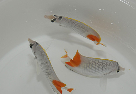 Chaetodon Xanthurus S
