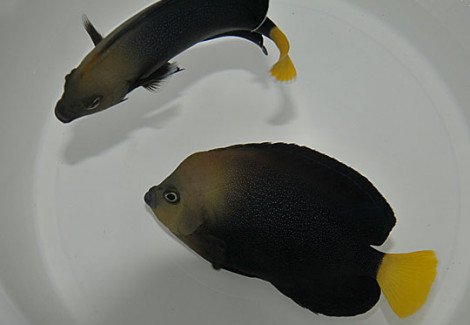Chaetodontoplus Caeruleopunctatus Ml