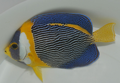 Chaetodontoplus Duboulayi - Allevato Europa M