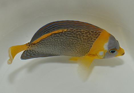 Chaetodontoplus Duboulayi (Femmina) Xs