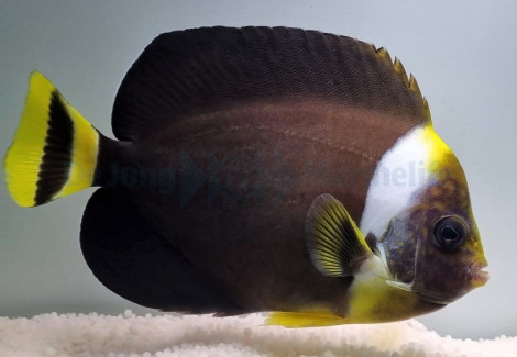 Chaetodontoplus Personifer (Maschio) Xl