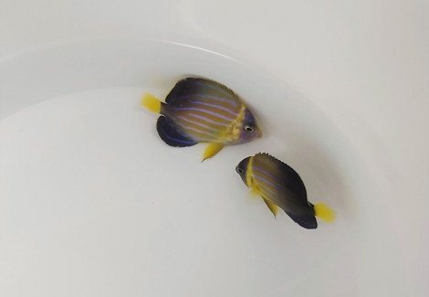 Chaetodontoplus Septentrionalis - Allevato Europa  M