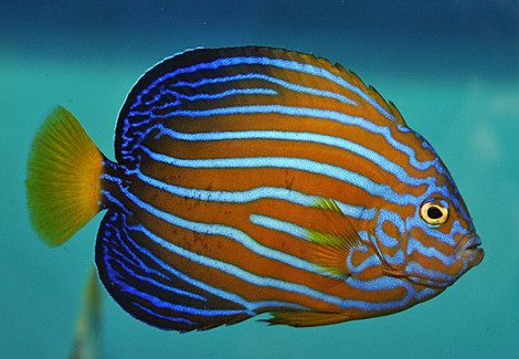 Chaetodontoplus Septentrionalis S