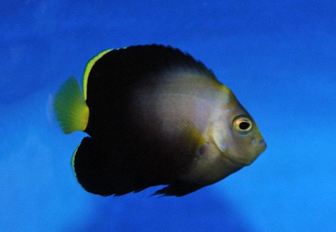 Chaetodontoplus Septentrionalis X Black Phantom - Allevato Europa  M