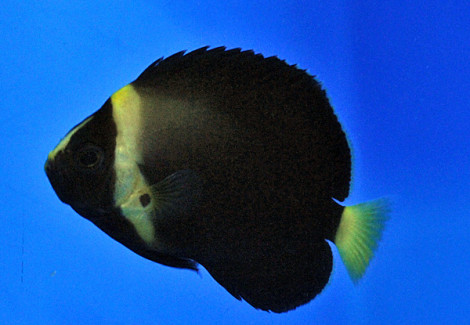 Chaetodontoplus Spp. (Black Phantom) - Allevato Europa M
