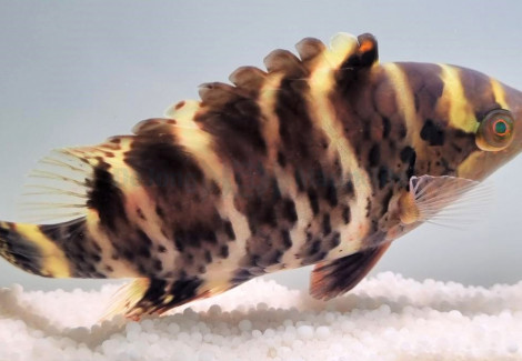 Cheilinus Fasciatus Ml