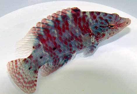 Cheilinus Oxycephalus M