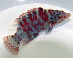 Cheilinus Oxycephalus Ml