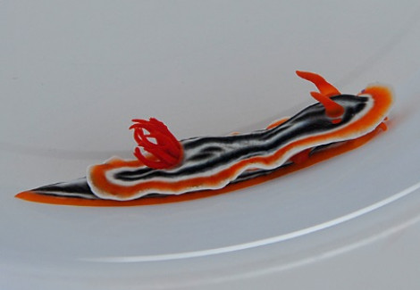 Chromodoris Magnifica M