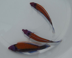 Cirrhilabrus Aurantidorsalis Ml
