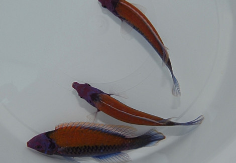 Cirrhilabrus Aurantidorsalis Ml
