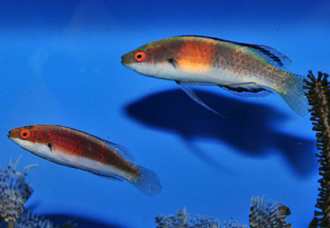 Cirrhilabrus Balteatus (Coppia) Ml
