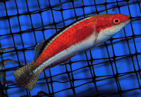 Cirrhilabrus Condei (Maschio) M
