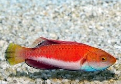 Cirrhilabrus Cyanogularis M