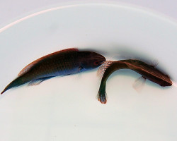 Cirrhilabrus Cyanopleura Ml