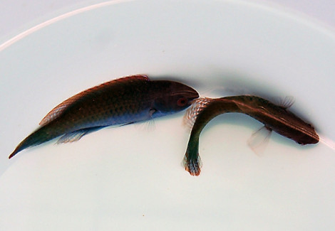 Cirrhilabrus Cyanopleura Ml