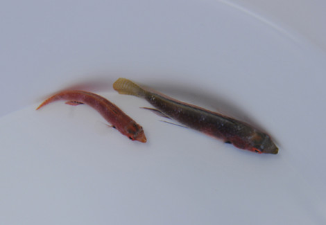 Cirrhilabrus Katherinae (Coppia) Ml