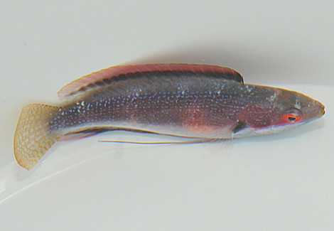 Cirrhilabrus Katherinae (Maschio) M
