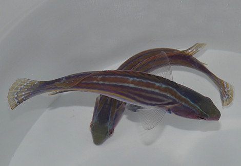 Cirrhilabrus Laboutei Ml