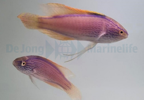 Cirrhilabrus Lineatus (Coppia) Xl