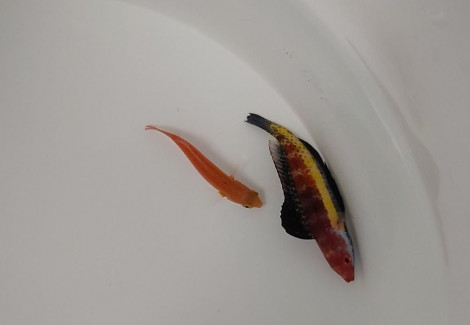 Cirrhilabrus Naokoae (Coppia) Ml