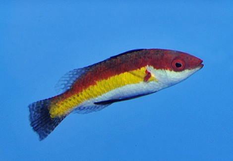 Cirrhilabrus Naokoae M