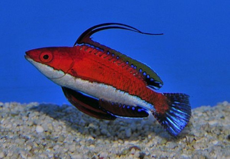Cirrhilabrus Rubeus (Sri-Lanka) (Maschio) M