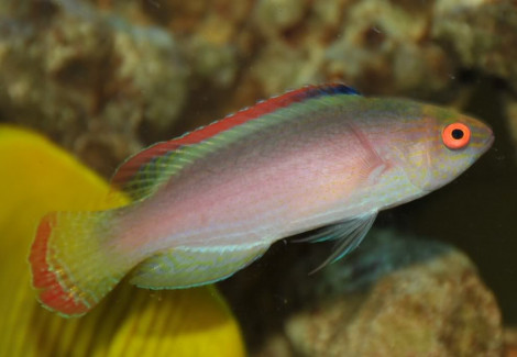 Cirrhilabrus Rubrimarginatus Ml