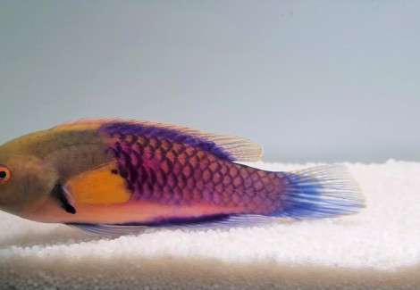 Cirrhilabrus Ryukyuensis M