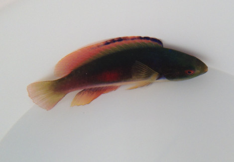 Cirrhilabrus Scottorum M