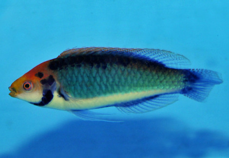 Cirrhilabrus Solorensis (Bali) M