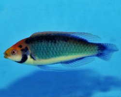 Cirrhilabrus Solorensis Ml