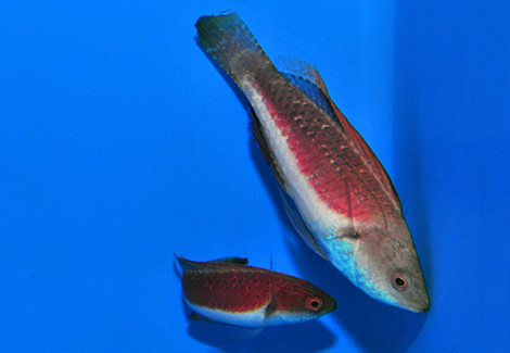 Cirrhilabrus Tonozukai (Coppia) Ml