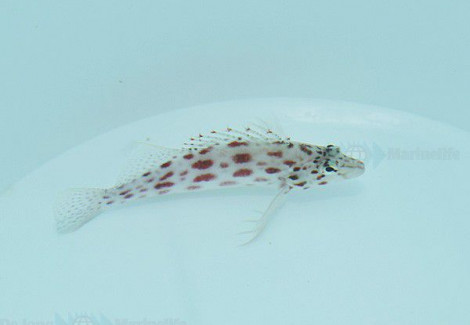 Cirrhitichthys Oxycephalus M