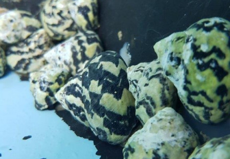 Cittarium Pica Ml