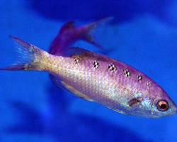 Clepticus Parrae M