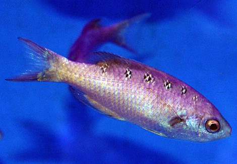 Clepticus Parrae M
