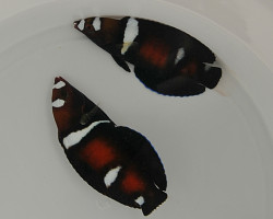 Coris Formosa S