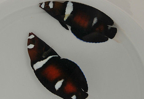 Coris Formosa S