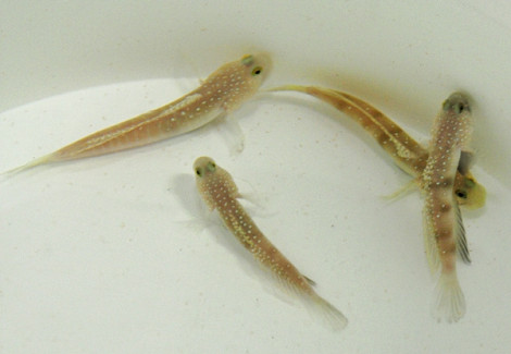 Cryptocentrus Cinctus - Allevato Europa M