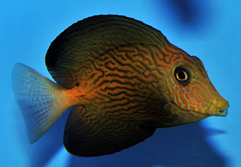 Ctenochaetus Hawaiiensis S