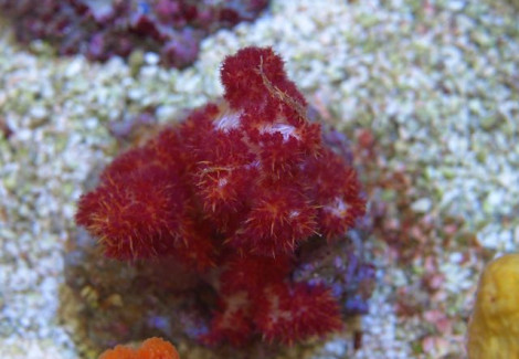 Dendronepthea Spp. S